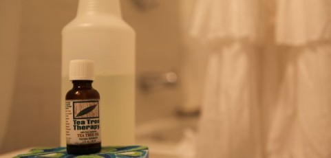 Did you know…. Tea Tree Oil kills Mold!?